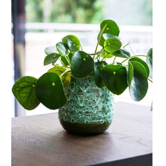 14cm Contemporary Glazed Plant Pot with Textured Crackle Design Indoor Planter Flower Pot for Cacti Succulents & Small House Plants Emerald