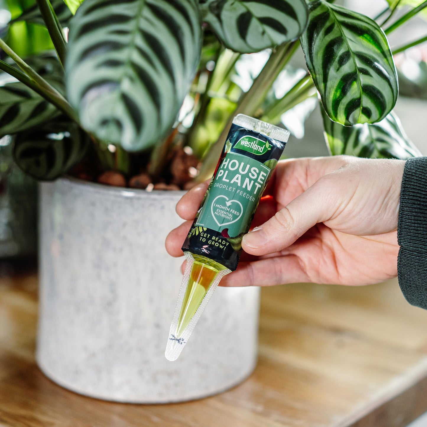 Westland Houseplant Droplet Feeder 40ml - Ready to Use