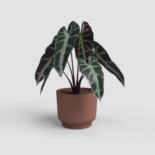 Mocha Brown Wavy Flower Pot 16cm Modern Planter Indoor/Outdoor