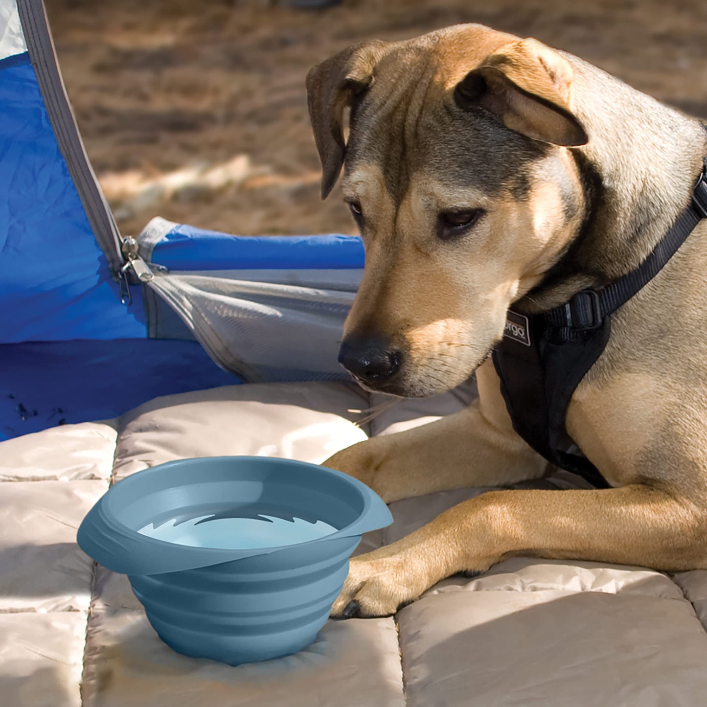 Kurgo Collaps-a-Bowl Portable Dog Travel Bowl with Carabiner