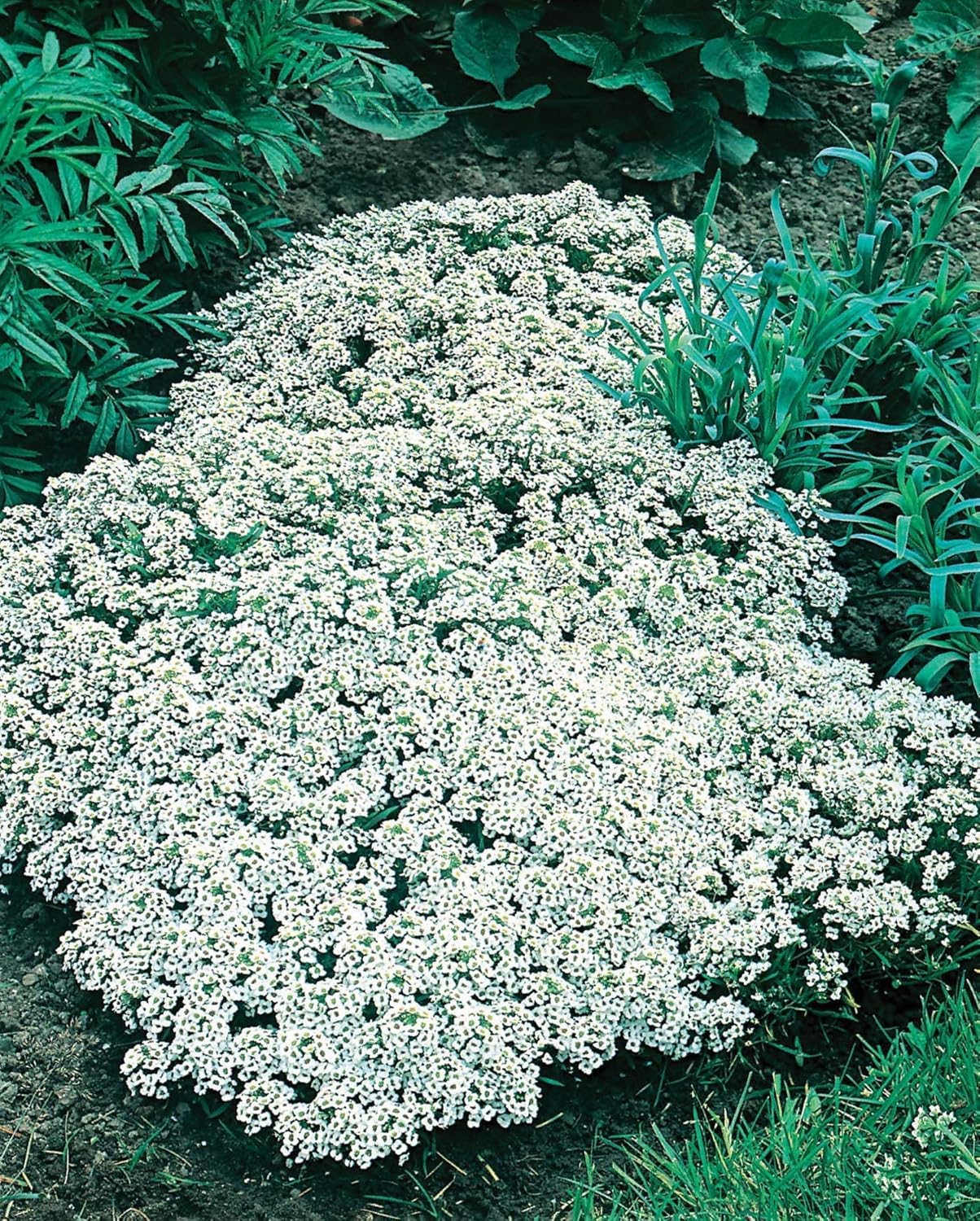 Mr Fothergill's Alyssum Snow Cloth White 20 cm Hardy Annual Seeds