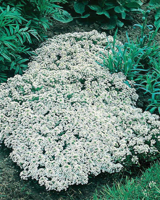 Mr Fothergill's Alyssum Snow Cloth White 20 cm Hardy Annual Seeds
