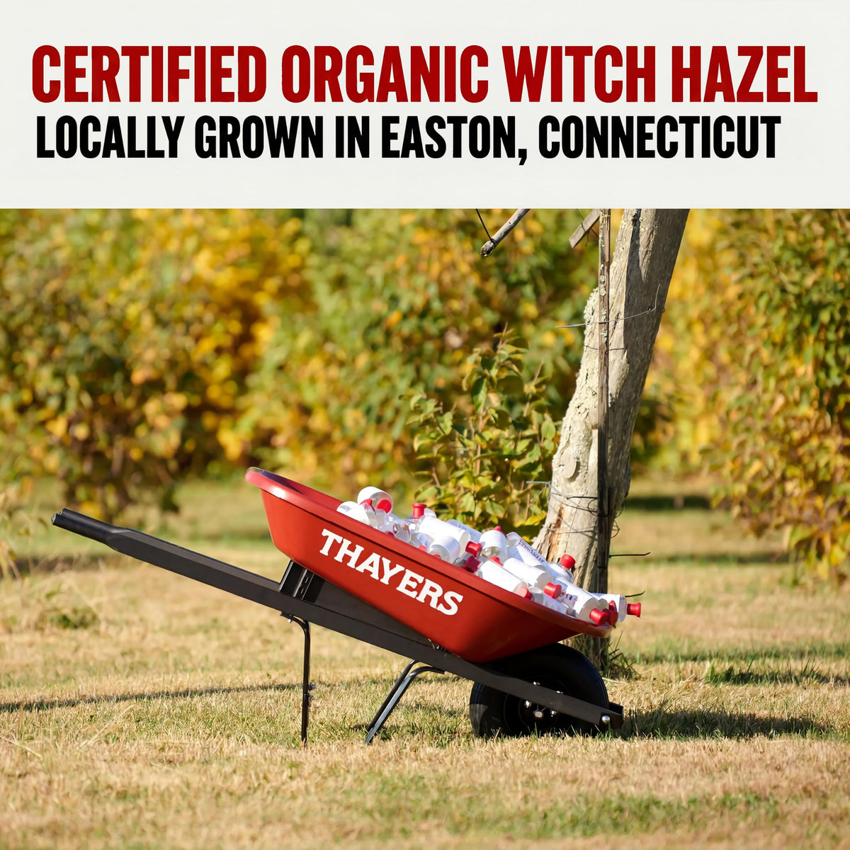 Thayers Witch Hazel Facial Toner Original With Aloe Vera 355ml - Alcohol-Free & All Skin Types