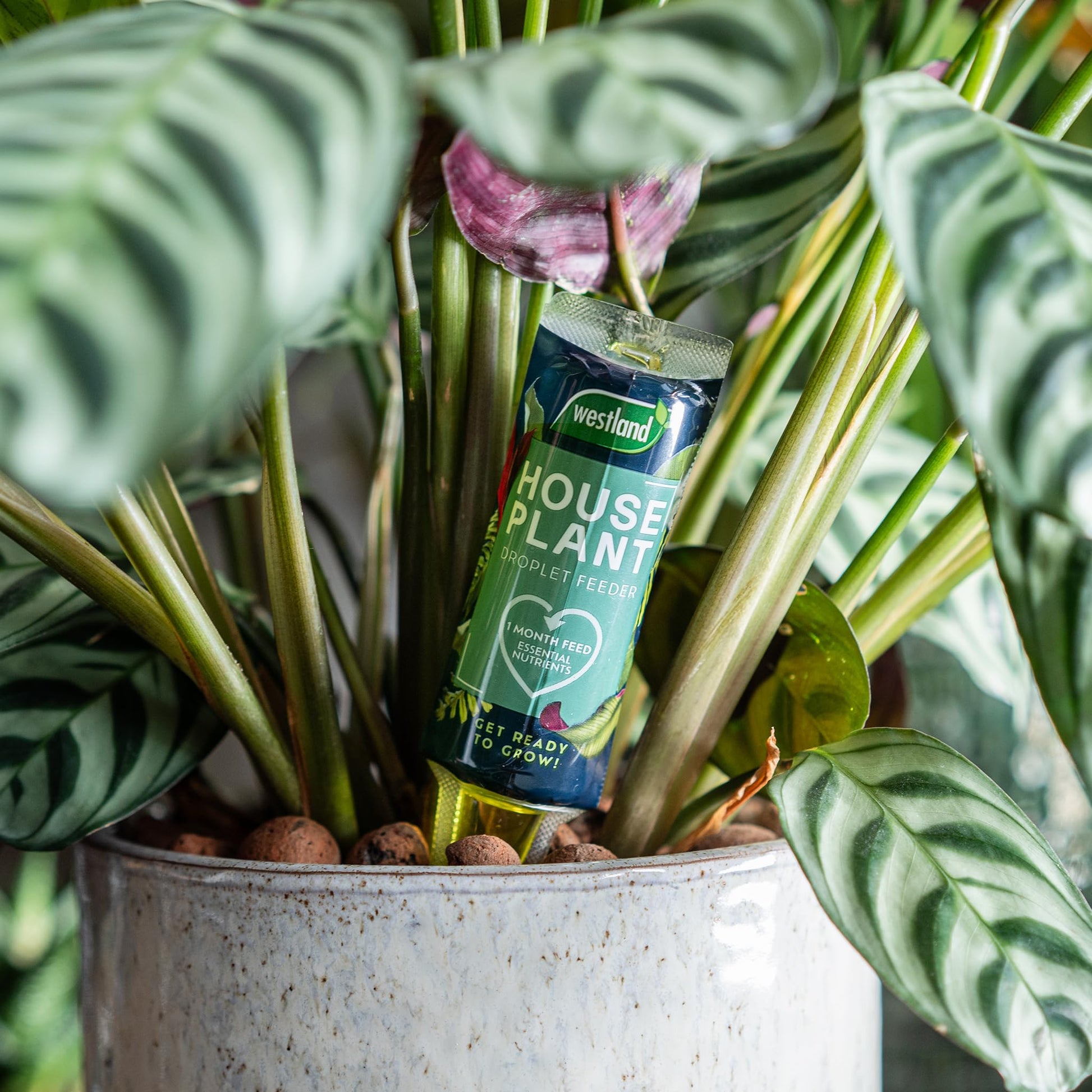 Westland Houseplant Droplet Feeder 40ml - Ready to Use