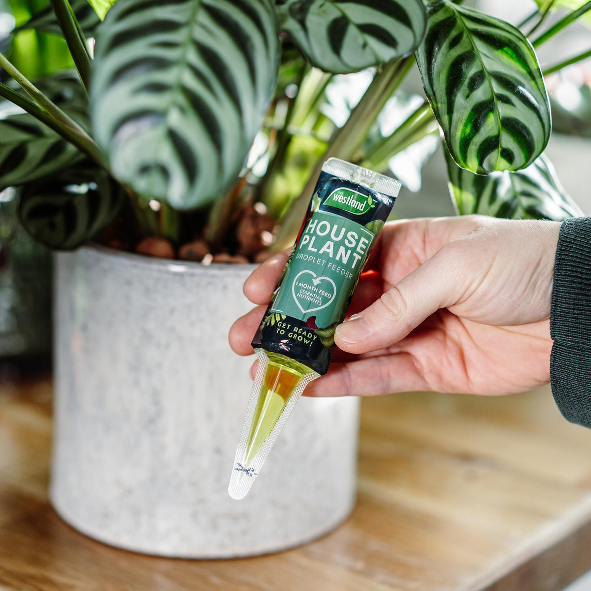 Westland Houseplant Droplet Feeder 40ml - Ready to Use