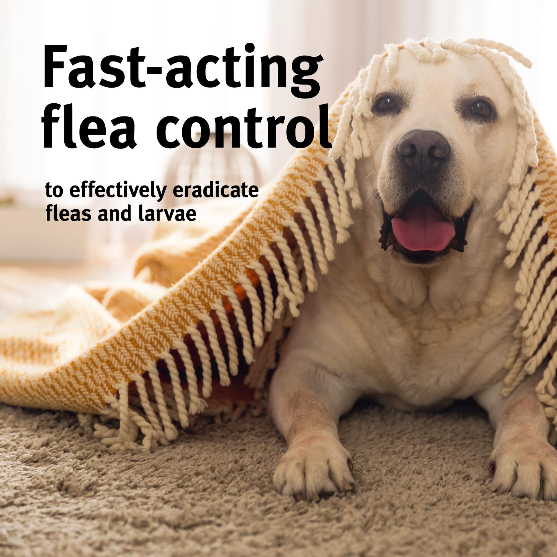 Zero In Home Flea Powder 300g - Controls Fleas & Larvae