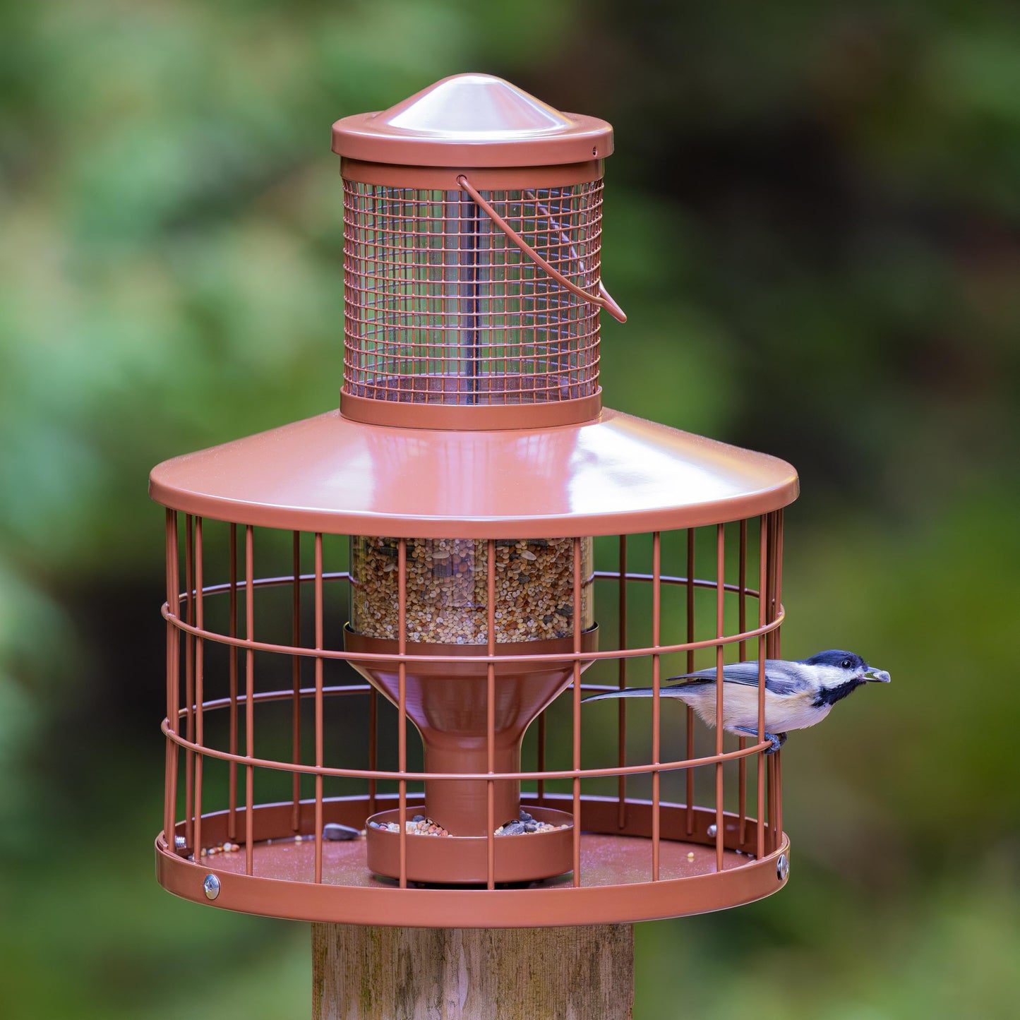 Squirrel-Proof Metal Bird Seed Feeder 1.3kg Capacity Brown Outdoor Hanging Wild-bird Tray